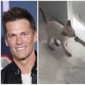 Former NFL star Tom Brady has welcomed two Siamese kittens in to his home.