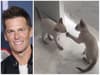 Tom Brady: ex-NFL star and kids add two kittens to the family - what did he say on Instagram?