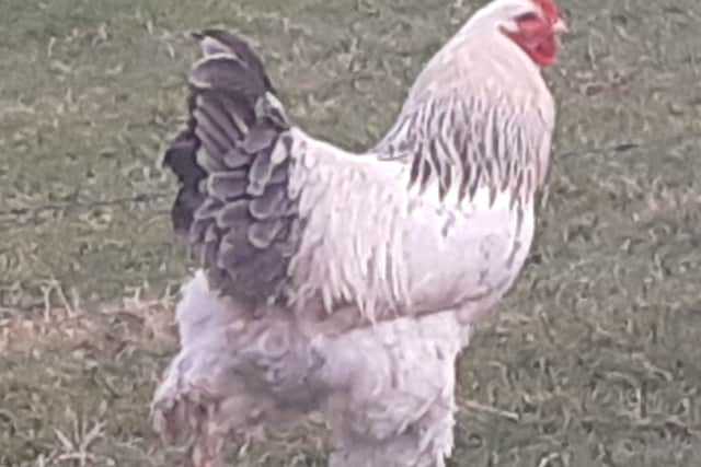 The killer rooster has since been put down (Virginia Guinan / SWNS)