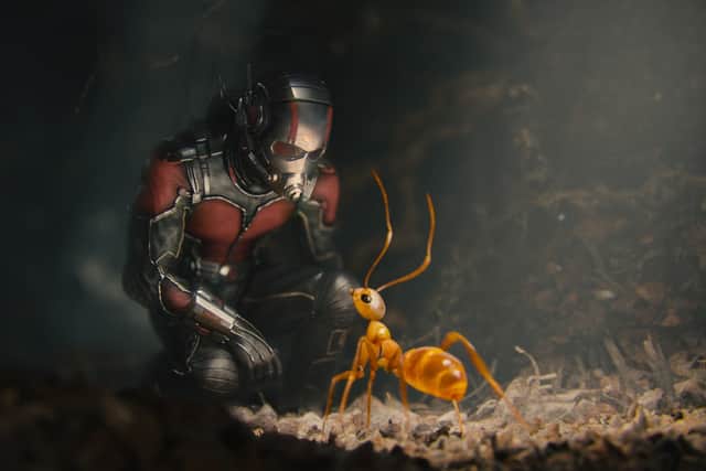 Paul Rudd as Ant-Man in Ant-Man, coming face to face with an ant (Credit: Marvel)