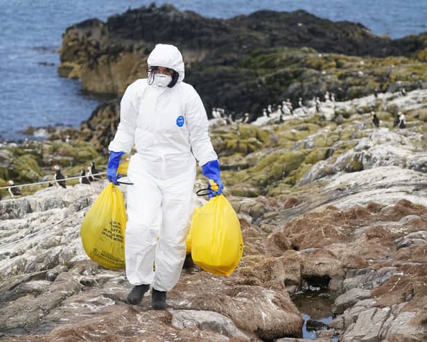 A ranger clearing dead birds from bird flu at Staple Island, off the coast of Northumberland (Photo: PA)