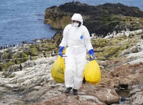 A ranger clearing dead birds from bird flu at Staple Island, off the coast of Northumberland (Photo: PA)