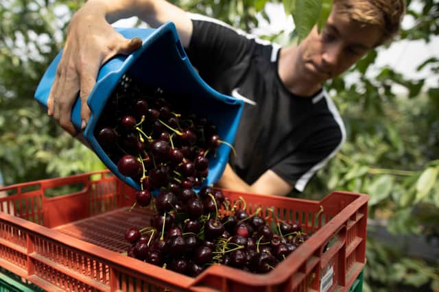 Seasonal workers are key for harvesting many types of fruit and veg (image: Getty Images)
