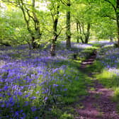 A walk through bluebell woods is a popular springtime activity.