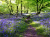 When do bluebells flower in the UK? English and Spanish varieties explained - and best place to see the plant