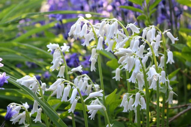 A rare white bluebell plant.