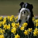 Many people wear daffodils on St. David’s Day, he national flower of Wales (Photo: Christopher Furlong/Getty Images)