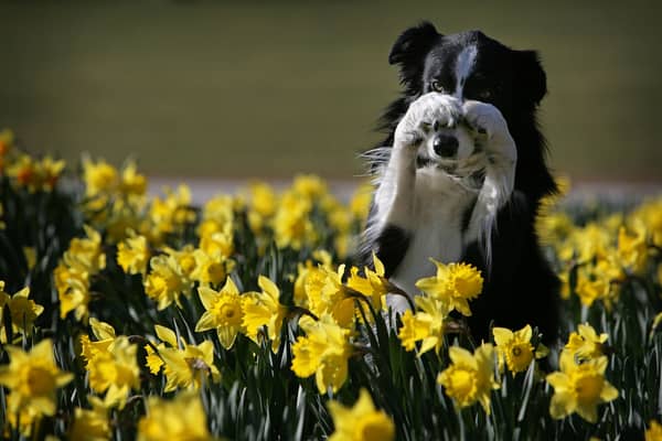 Many people wear daffodils on St. David’s Day, he national flower of Wales (Photo: Christopher Furlong/Getty Images)