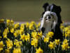 St David’s Day: traditions including flag, daffodil and leek, food, how is it celebrated, is it a bank holiday