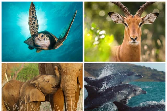 Celebrate World Wildlife Day by watching some of these TV shows about animals.