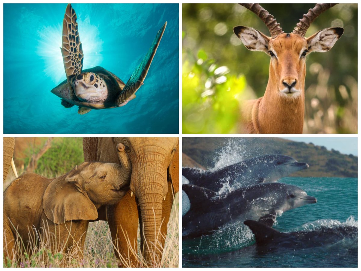 World Wildlife Day 2023: 9 of the best wildlife documentaries to watch -  including Blue Planet and Springwatch