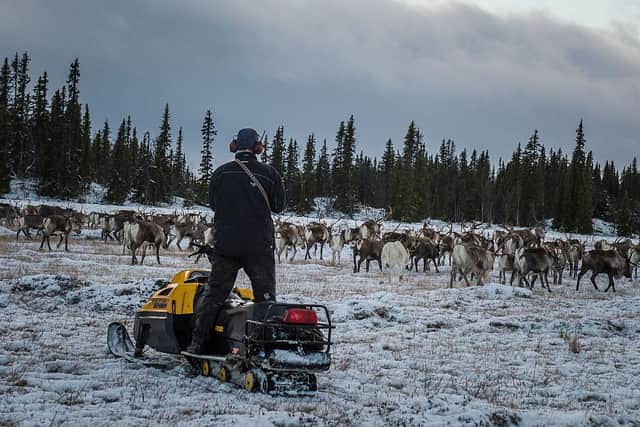 A Sami man from the Vilhelmina Norra Sameby uses his snow scooter to herd reindeer (Photo: JONATHAN NACKSTRAND/AFP via Getty Images)