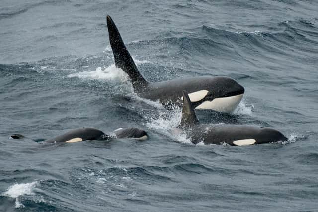 Orca whales in the Shetlands