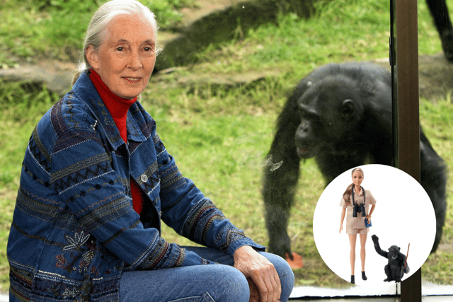 Jane Goodall’s Barbie doll (inset) was available for sale for avid Barbie collectors, and is still available through Mattel’s website (Credit: Getty Images/Mattel)