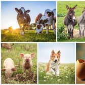 There are many phrases and idioms which mention various animals, including dogs, chickens, horses and cows.