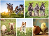 There are many phrases and idioms which mention various animals, including dogs, chickens, horses and cows.