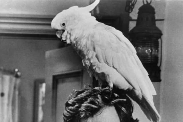 American actor Robert Blake stands with an exotic bird atop his head in a still from the TV crime series ‘Baretta,’ circa 1976 (Photo by Getty Images)