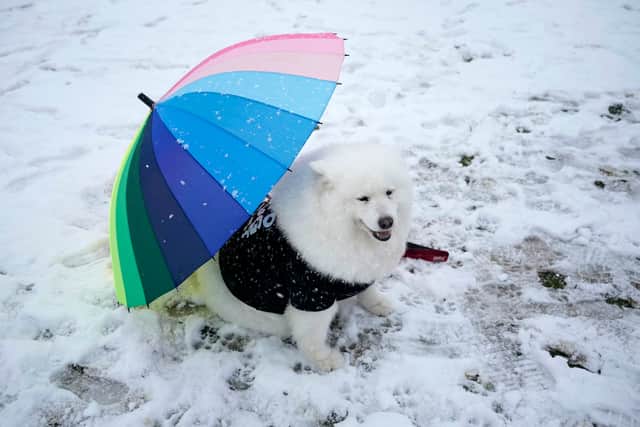 A dog, called Felicity is sheltered from the snow under an umbrella at Crufts 2023 (Photo: Getty Images)