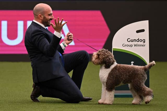 The Lagotto Romagnolo, “Orca” with handler Javier Gonzalez Mendikote react to their win in the Best in Show event on the final day of the Crufts dog show at the National Exhibition Centre in Birmingham, central England, on March 12, 2023. (Photo by OLI SCARFF/AFP via Getty Images)