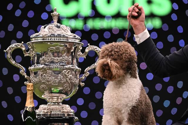 Winner of Best in Show, the  Lagotto Romagnolo, “Orca” poses for photographs at the trophy presentation for the Best in Show event on the final day of the Crufts dog show at the National Exhibition Centre in Birmingham, central England, on March 12, 2023. (Photo by OLI SCARFF/AFP via Getty Images)