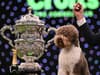 Crufts 2023: which dog won Best in Show - what is a lagotto romagnolo? Winner and results