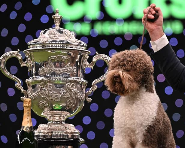 Winner of Best in Show, the  Lagotto Romagnolo, “Orca” poses for photographs at the trophy presentation for the Best in Show event on the final day of the Crufts dog show at the National Exhibition Centre in Birmingham, central England, on March 12, 2023. (Photo by OLI SCARFF/AFP via Getty Images)
