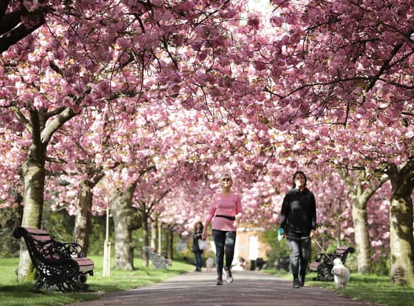 These are 14 of the best places to see blossoms across the UK.