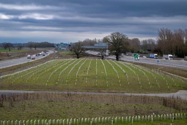 More than half a million trees have died beside a single 21-mile stretch of new carriageway. (Image by James Linsell-Clark SWNS) 