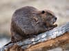 Beavers to return to London for first time in 400 years as part of ‘exciting’ urban rewilding project
