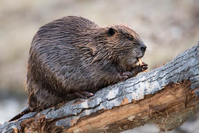 A breeding pair of Eurasian beavers could arrive at their new home in Paradise Fields in Ealing as soon as this autumn. (Image by Jillian - stock.adobe.com) 