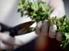 German Cabinet to approve plans to liberalise cannabis possession and sale