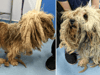 Shaggy dog “left for months” with dreaded matted fur unrecognisable after RSPCA transformation