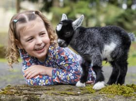 Bingo the tiny pygmy goat, with four-year-old Alba Holmes, at Hillview Animal Park, Alloa.