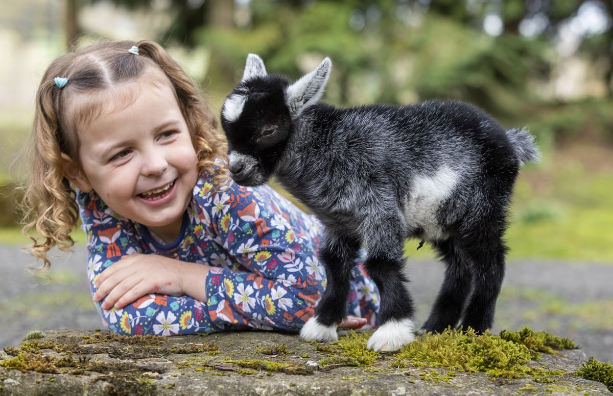 Pygmy goat cared for by family after he was rejected by mum