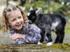 Baby pygmy goat called ‘baby brother’ is being cared for by girl, 4, after he was rejected by his mother