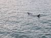 Watch: Shark sighted swimming around UK harbour