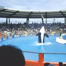 Lolita the Orca, the oldest killer whale kept in captivity, to be set free.