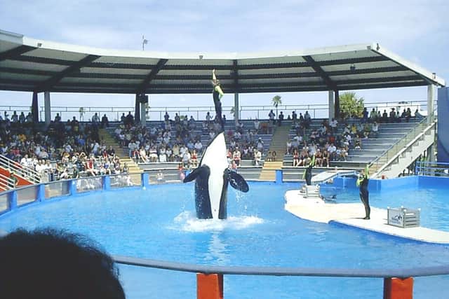 Lolita the Orca, the oldest killer whale kept in captivity, to be set free.