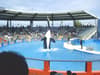 Lolita the Orca: who is oldest killer whale kept in captivity, when will she be set free - lifespan explained