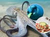 Can you ethically farm an octopus? Experts clash over intelligence and environmental impacts of proposed farm