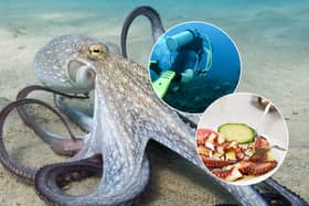 Nueva Pescanova's proposed octopus farm in the Canary Islands would raise about a million octopuses each year for the food market (Photos: Adobe Stock)