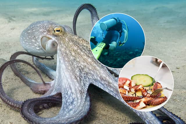Nueva Pescanova's proposed farm in the Canary Islands would raise about a million octopuses each year for the international food market (Photos: Adobe Stock)