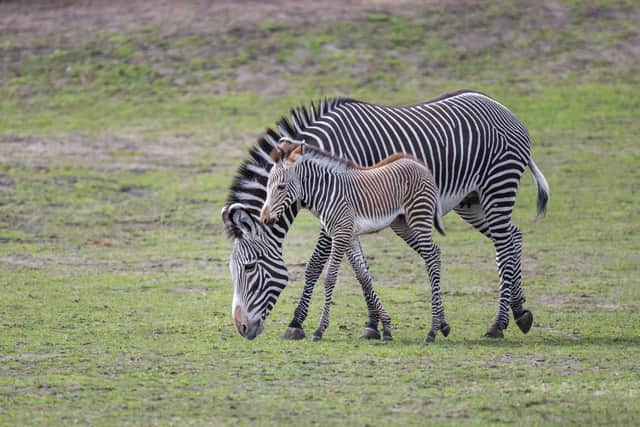 Grévy's zebra Akuna with her new foal Lola, who was born in March 2023 at West Midland Safari Park.