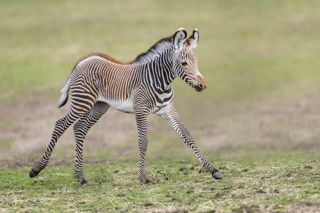 Lola, a grévy's zebra who was born at West Midland Safari Park in March 2023, has enjoyed her first days out on safari.