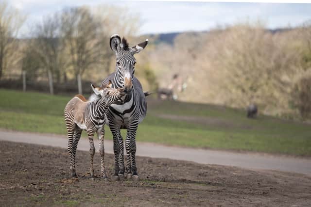 New baby grévy's zebra Lola, enjoying her first time outside at West Midland Safari with her mum Akuna.