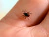 TBEV case confirmed in UK: What you need to know about deadly tick-borne virus - symptoms, how to avoid