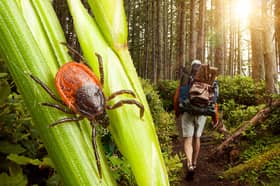 Ticks dwell in forests and grassy areas, and those most at risk of being bitten are people doing activities such as hiking and camping (Photos: Adobe Stock)