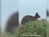 Locals shocked as wild wallaby is spotted in Devon - thousands of miles from native Australia