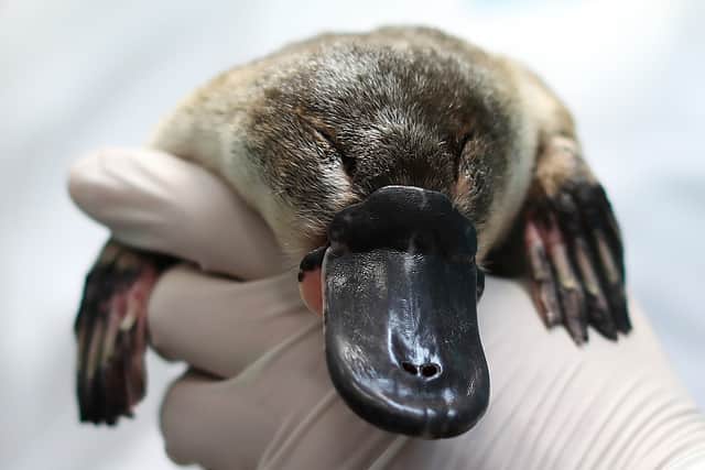 A man from Queensland in Australia has been charged for allegedly taking a platypus from the wild (Photo: Mark Metcalfe/Getty Images)