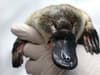 Stolen platypus: what are they, are duck-billed platypus extinct and platypus 'Peter' theft in Australia explained